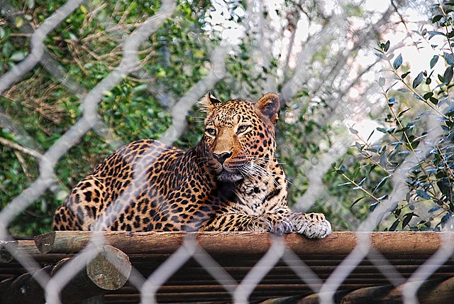 Jardim Zoológico faz despedimento encapotado de 40 trabalhadores