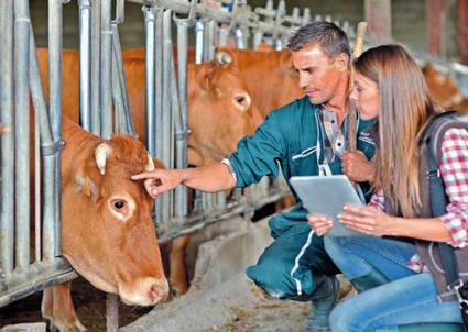 veterinario