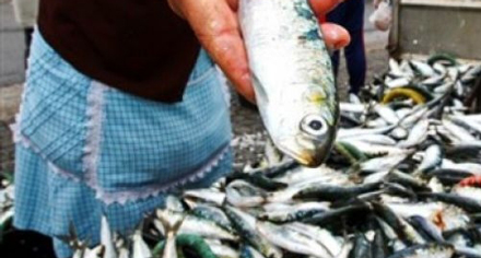 sardinha